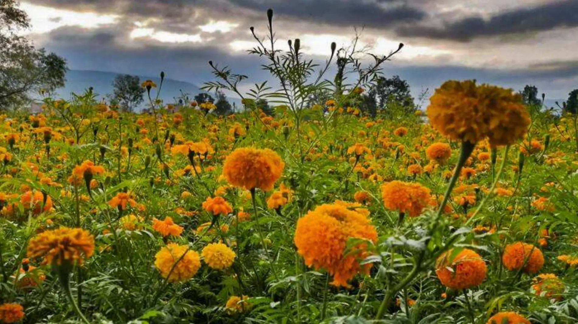 Flor de cempasuchil